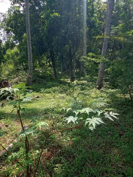Land for Sale Marassana